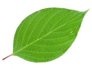 ᐈ A leaf stock pictures, Royalty Free leaf photos | download on  Depositphotos®